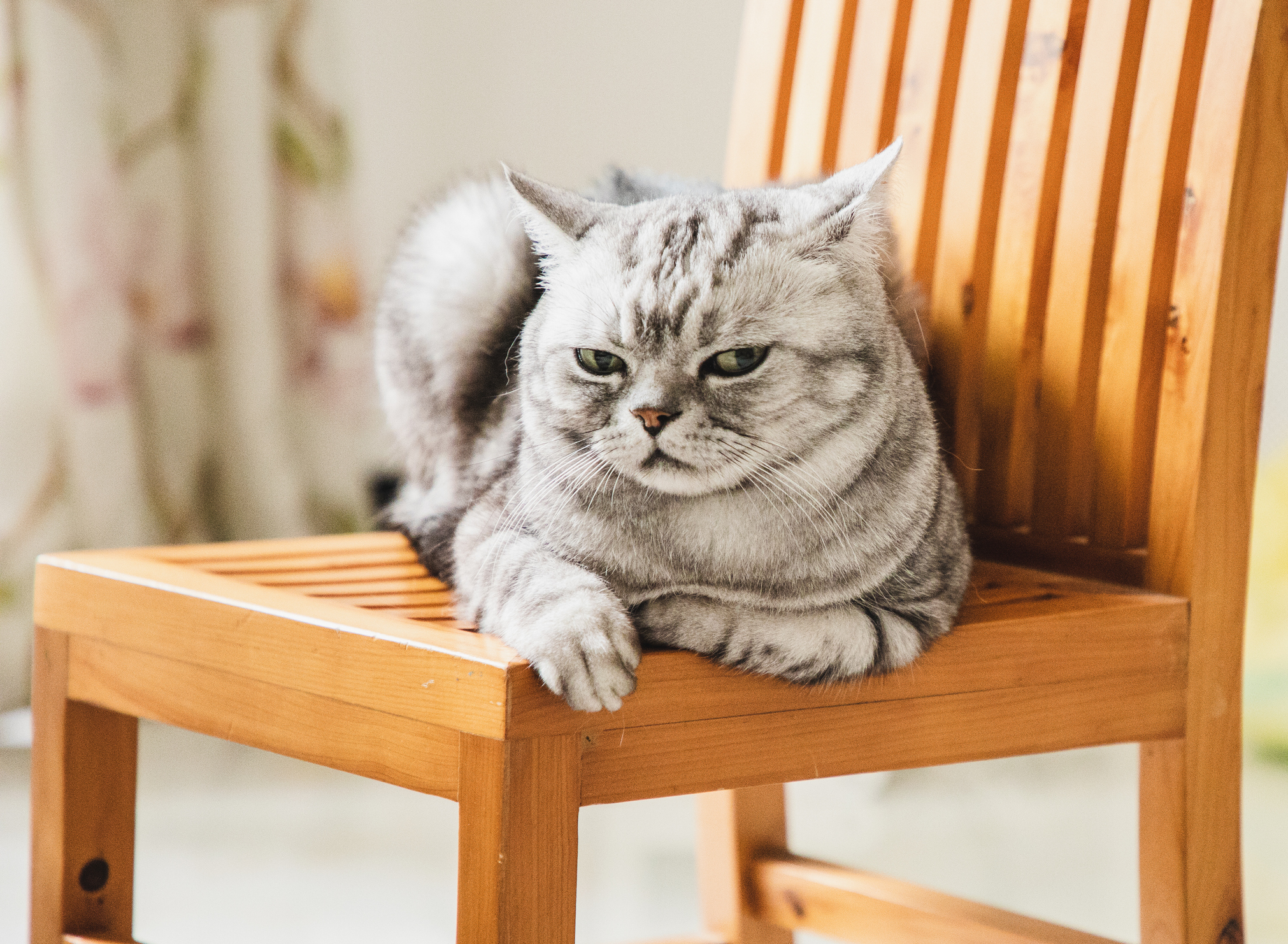 a cat sitting on a chair with a disdainful look