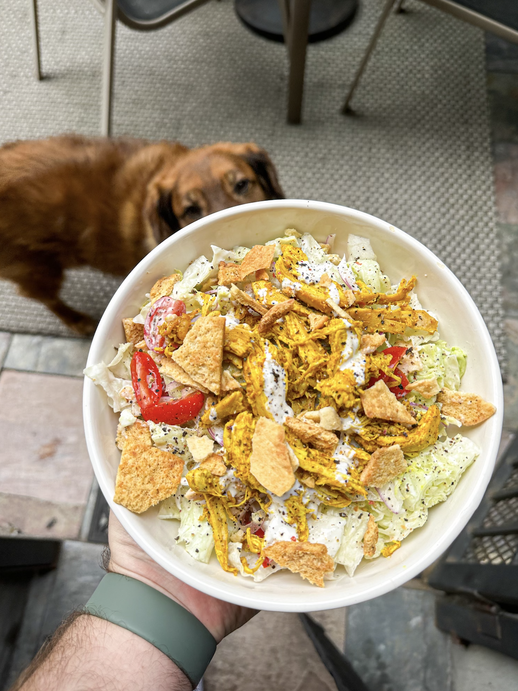 Person holding a bowl of halal cart chicken salad with dog looking up at it