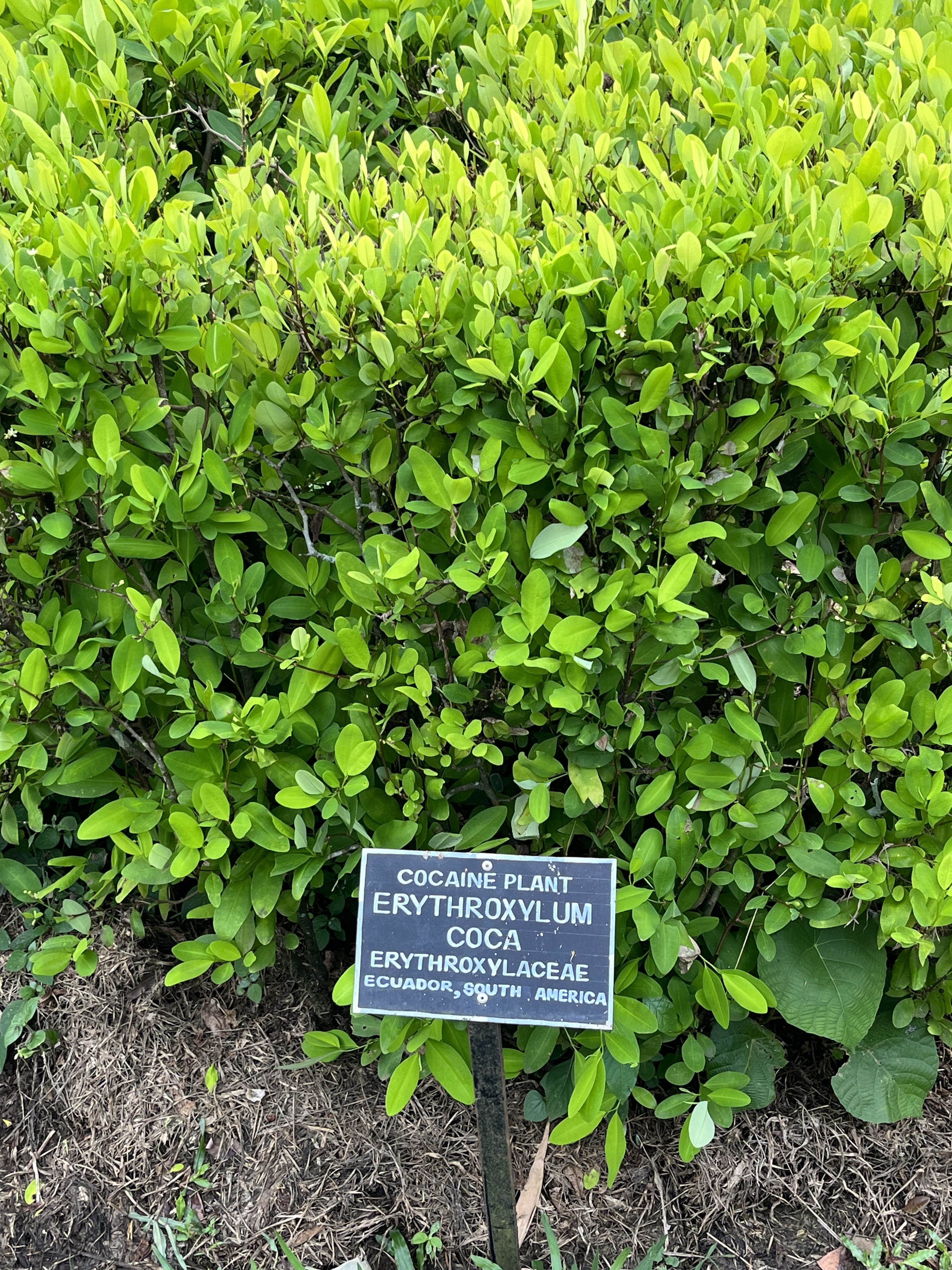 Green shrubbery with the label &quot;Cocaine plant / Erythroxylum coca / Erythroxylaceae / Ecuador, South America&quot;