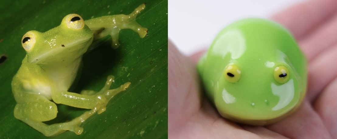 「口に入れるのをためらう…」和菓子職人がリアルすぎるカエルのお菓子を投稿。本物と比べてみたら、完全再現されていた