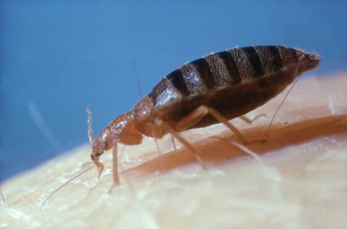 A close-up shot of a bed bug crawling on skin