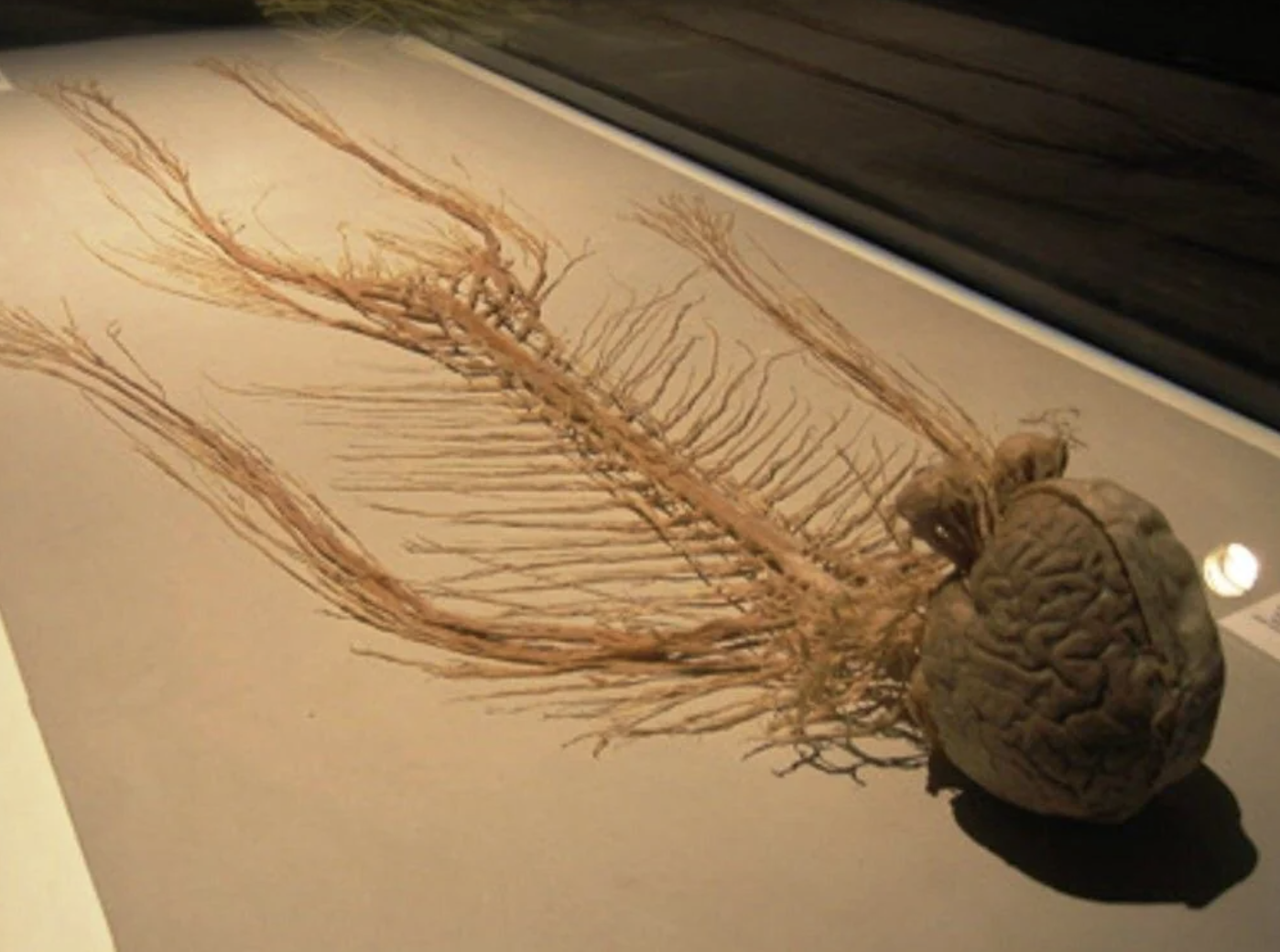 brain and veins replica laid out flat on a table