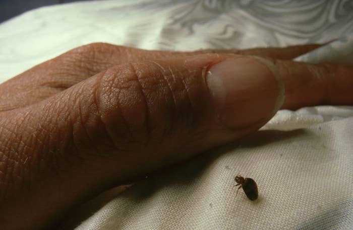 A close-up of a bed bug next to a human hand for size