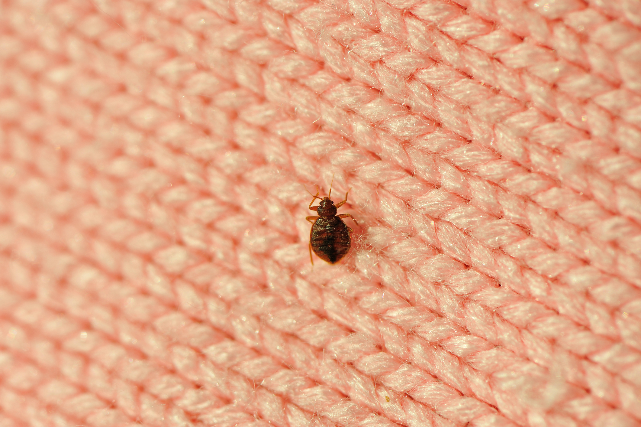 A bed bug seen on a woven blanket