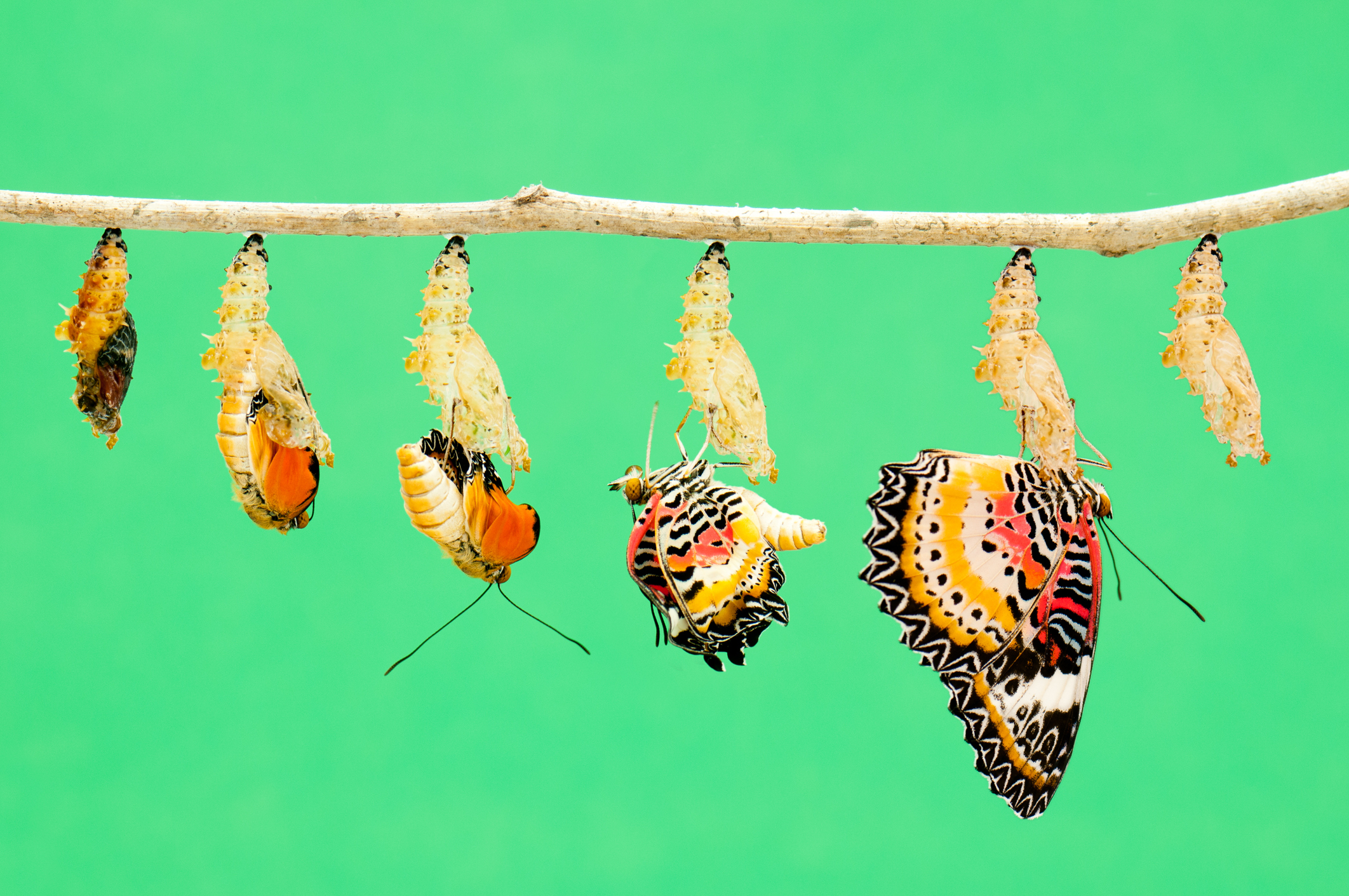 illustrated photographs of the different stage of a butterfly coming out of its cacoon