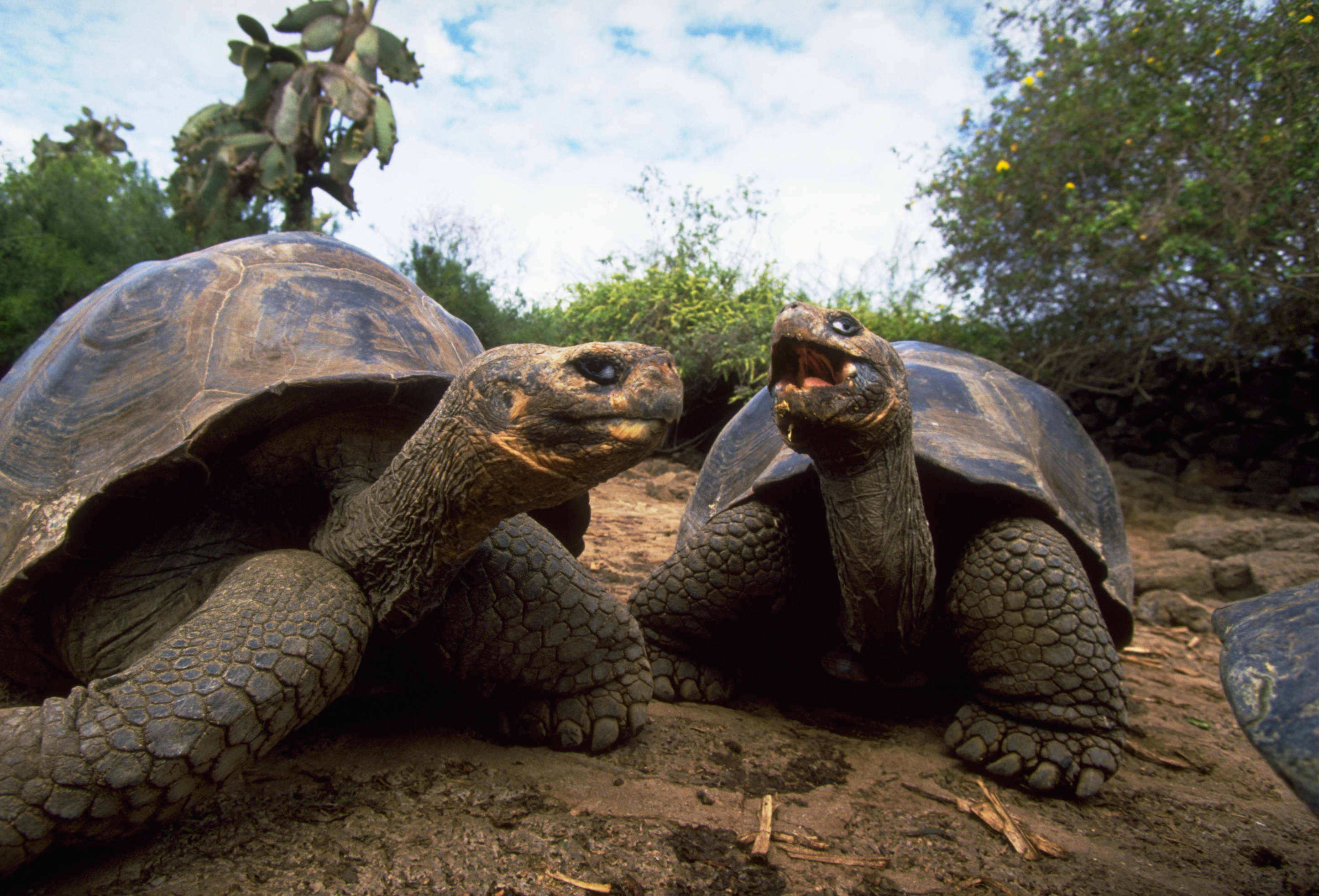 two giant tortoise