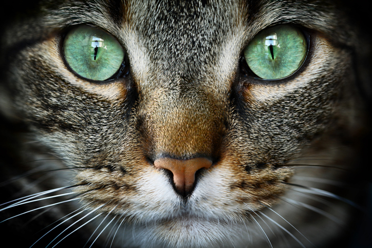 closeup of a cat&#x27;s face