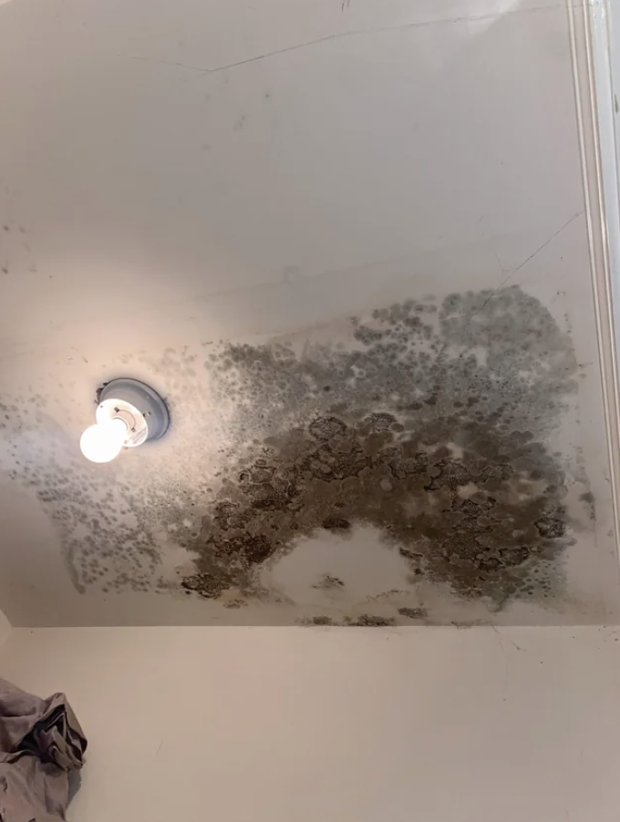 Mold all over someone&#x27;s ceiling
