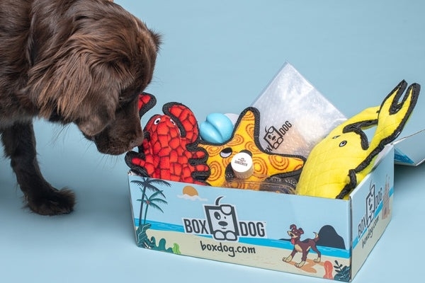 A dog next to the subscription box full of colorful toys