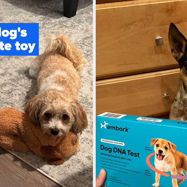 14 Products The BuzzFeed Shopping Team Dogs Swear By