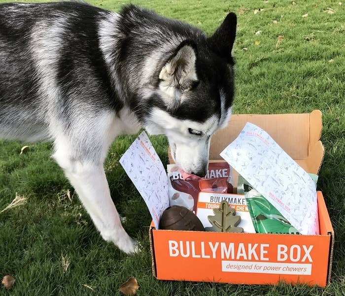 A husky digging his nose into a box dog toys