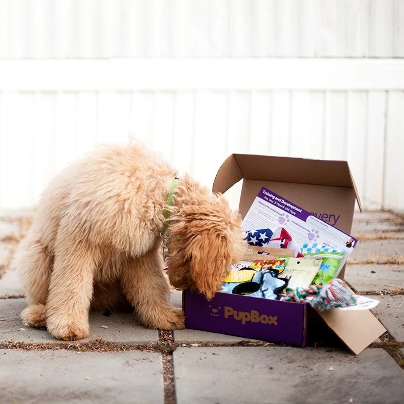 A dog sniffing on the treats inside the box
