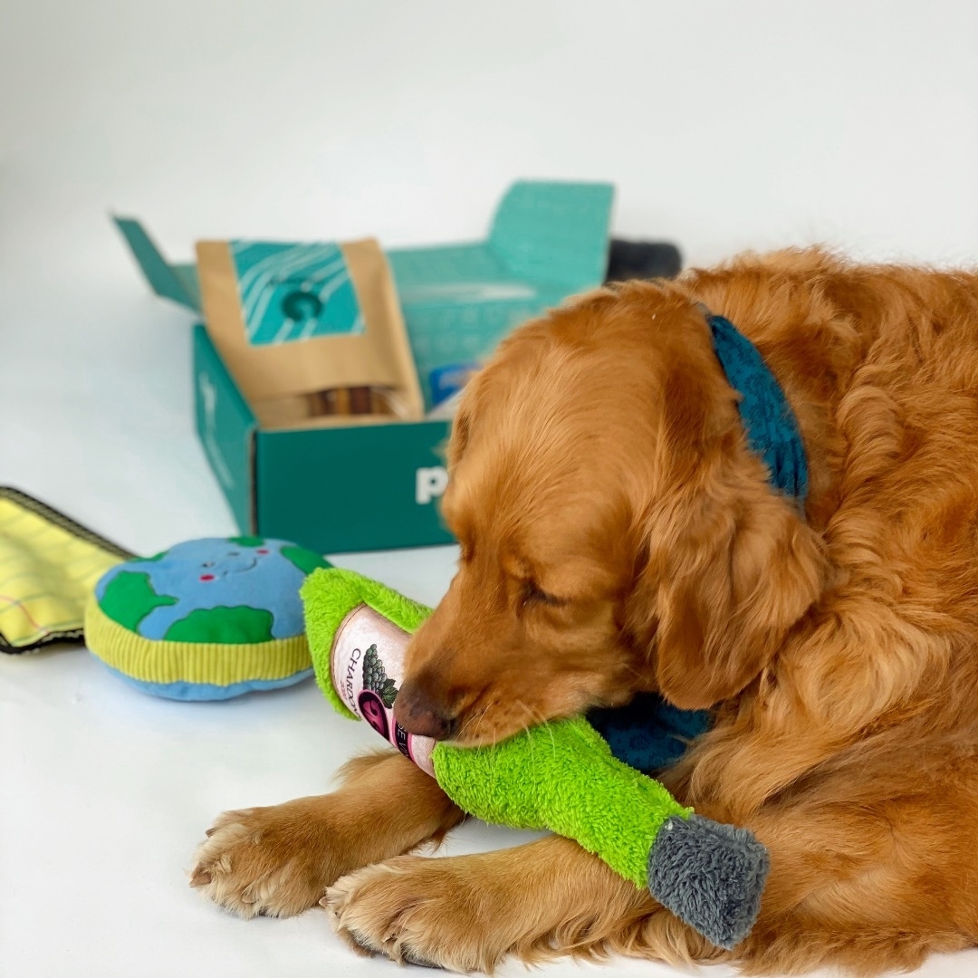 A dog chewing on a bottle-shaped toy from the box