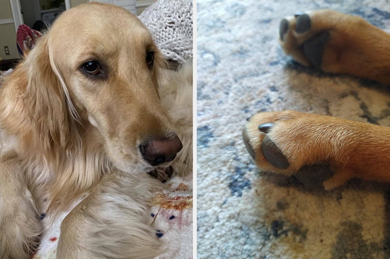 dog with glossy fur, another dog's paws with trimmed claws