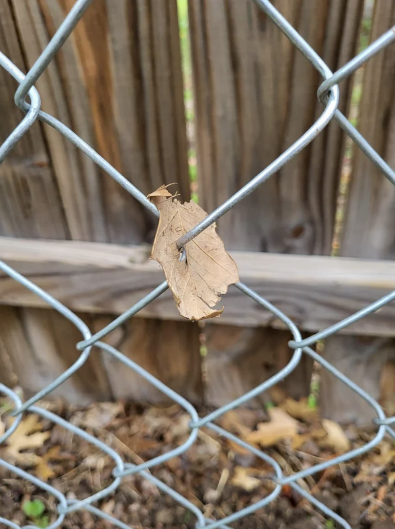 a leaf on a fence