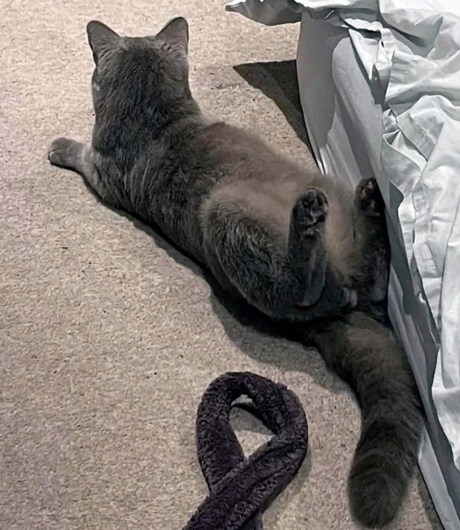 a cat that appears to be sitting right side up and laying upside down at the same time