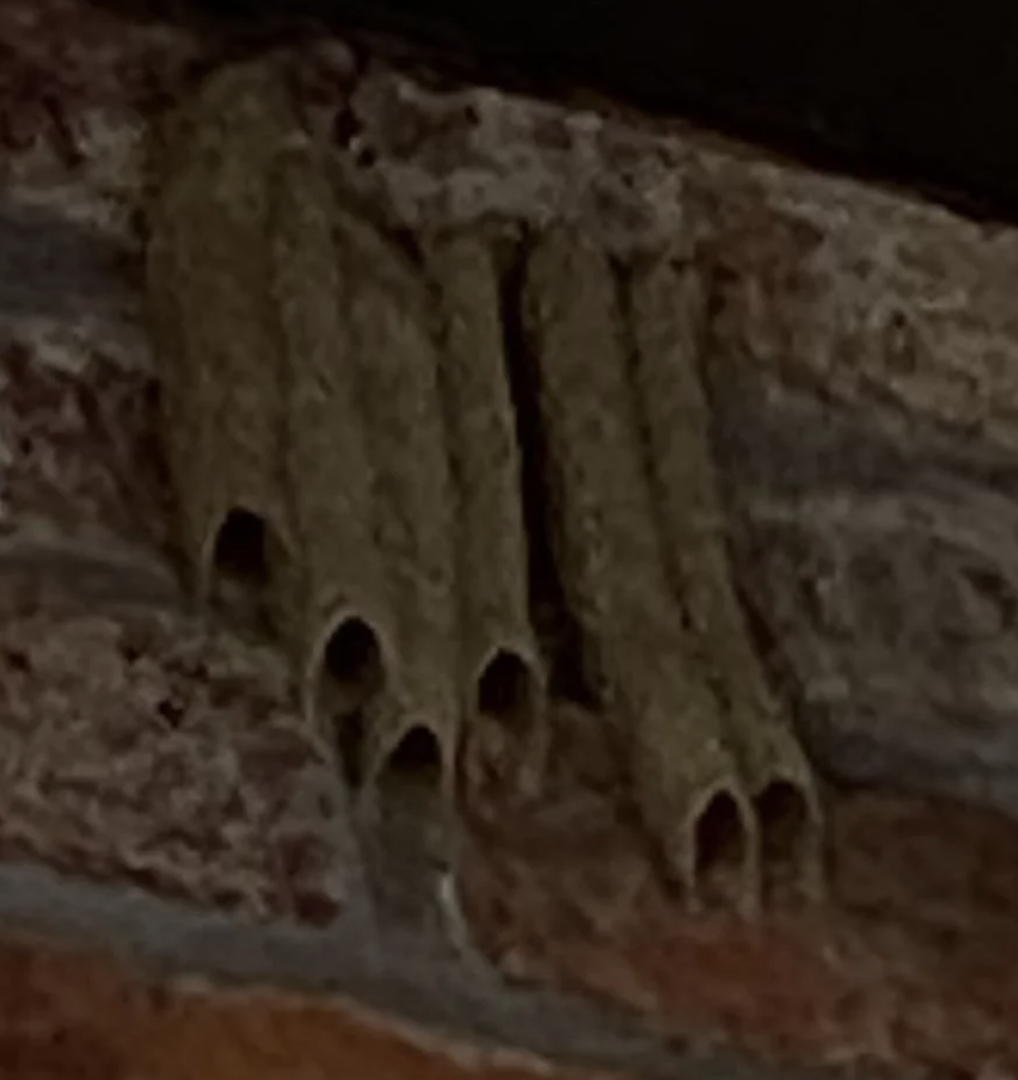 Cylindrical insect nests that look like round wafers or taquitos