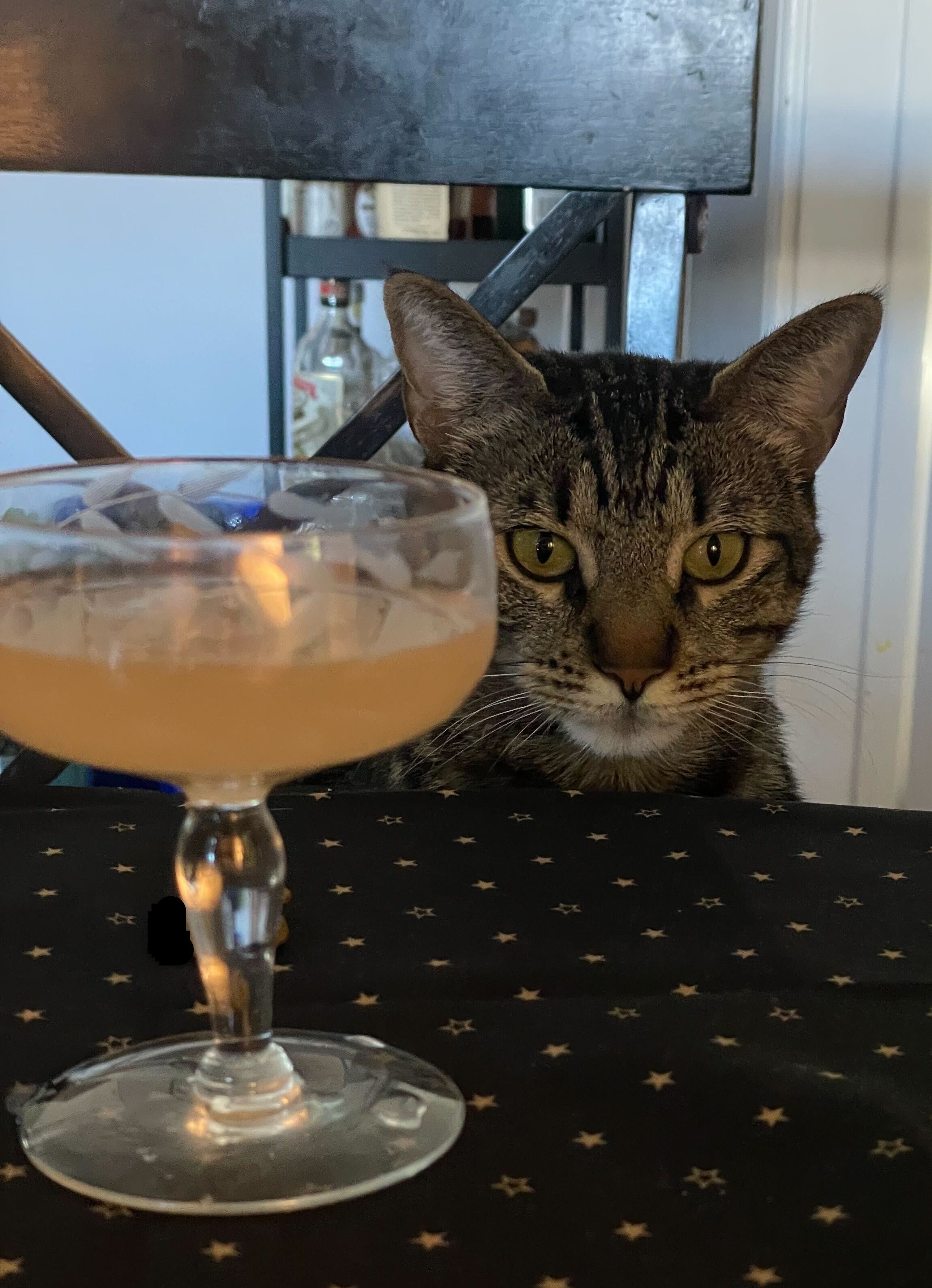 Cocktail glass on a table, and my cat Percy peeking over the table to see what&#x27;s going on