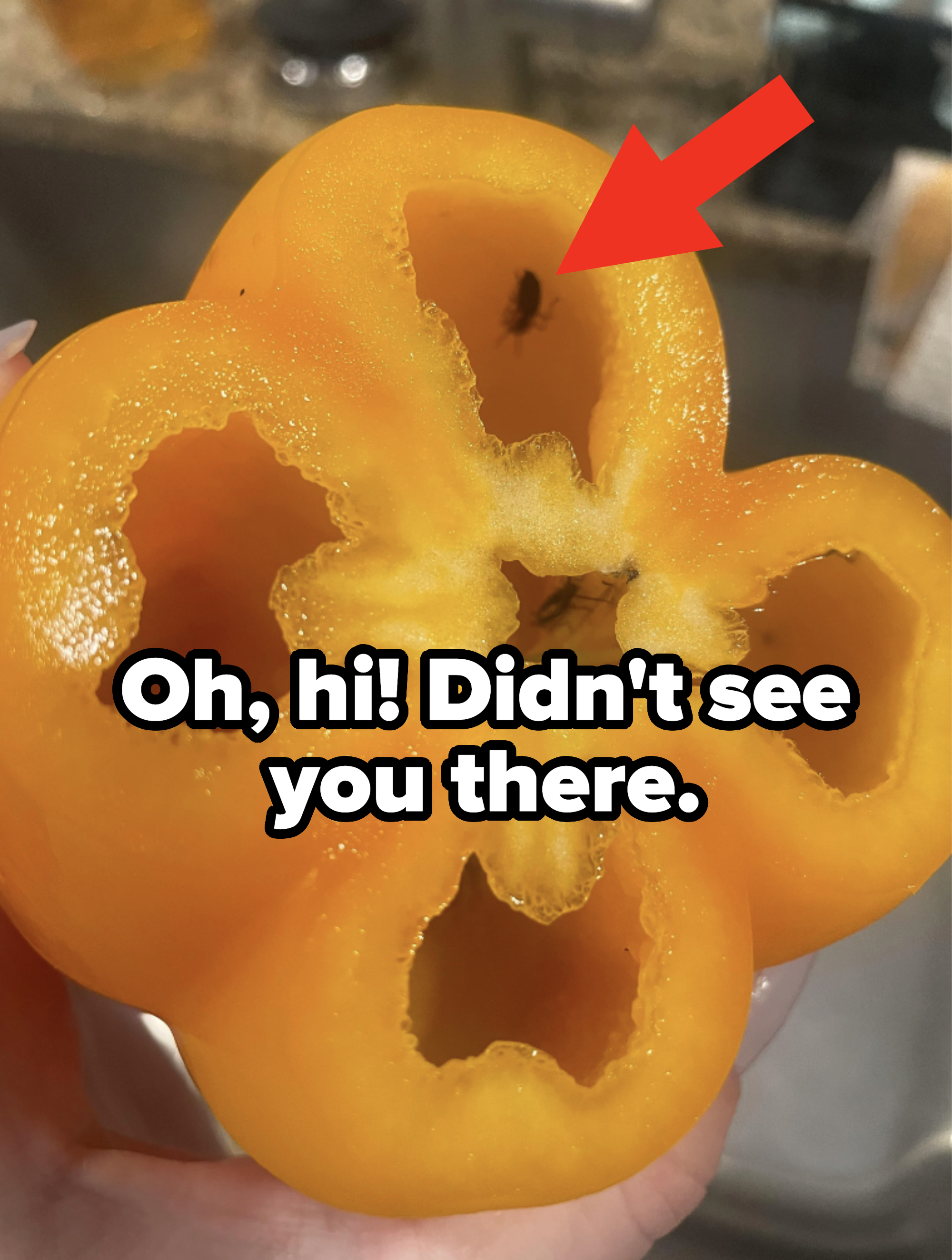 &quot;Oh, hi! Didn&#x27;t see you there&quot;: An insect is inside a bell pepper