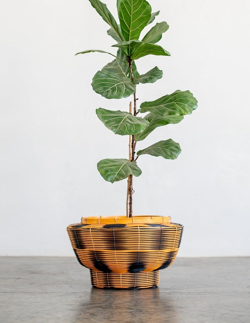 A black and orange woven planter is shown holding a tall plant