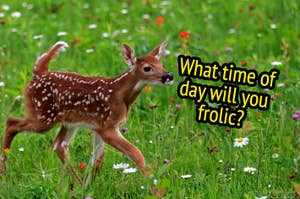 A fawn frolicking in a field.