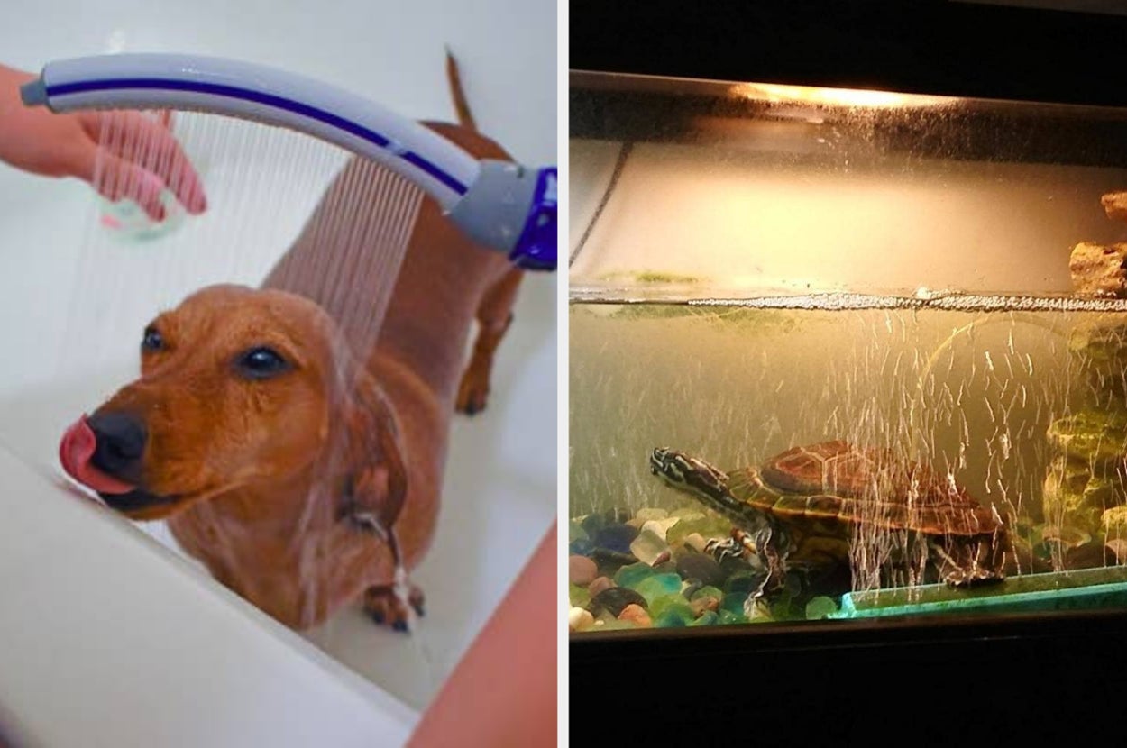 dog being groomed in bathtub using showerhead attachment and reviewer's pet turtle in recently cleaned tank