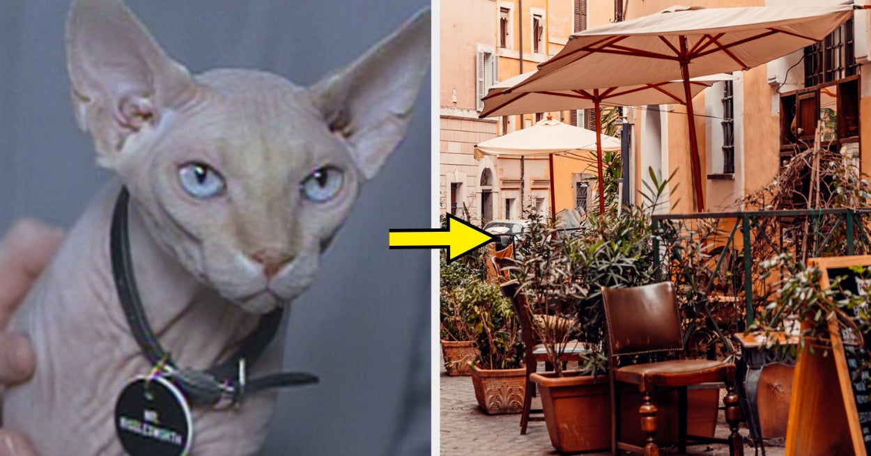 Build A Cat Cafe, Get A Cat To Adopt Personality Quiz