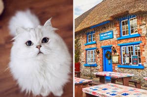 A fluffy white cat and a cafe with a thatched roof and blue door.