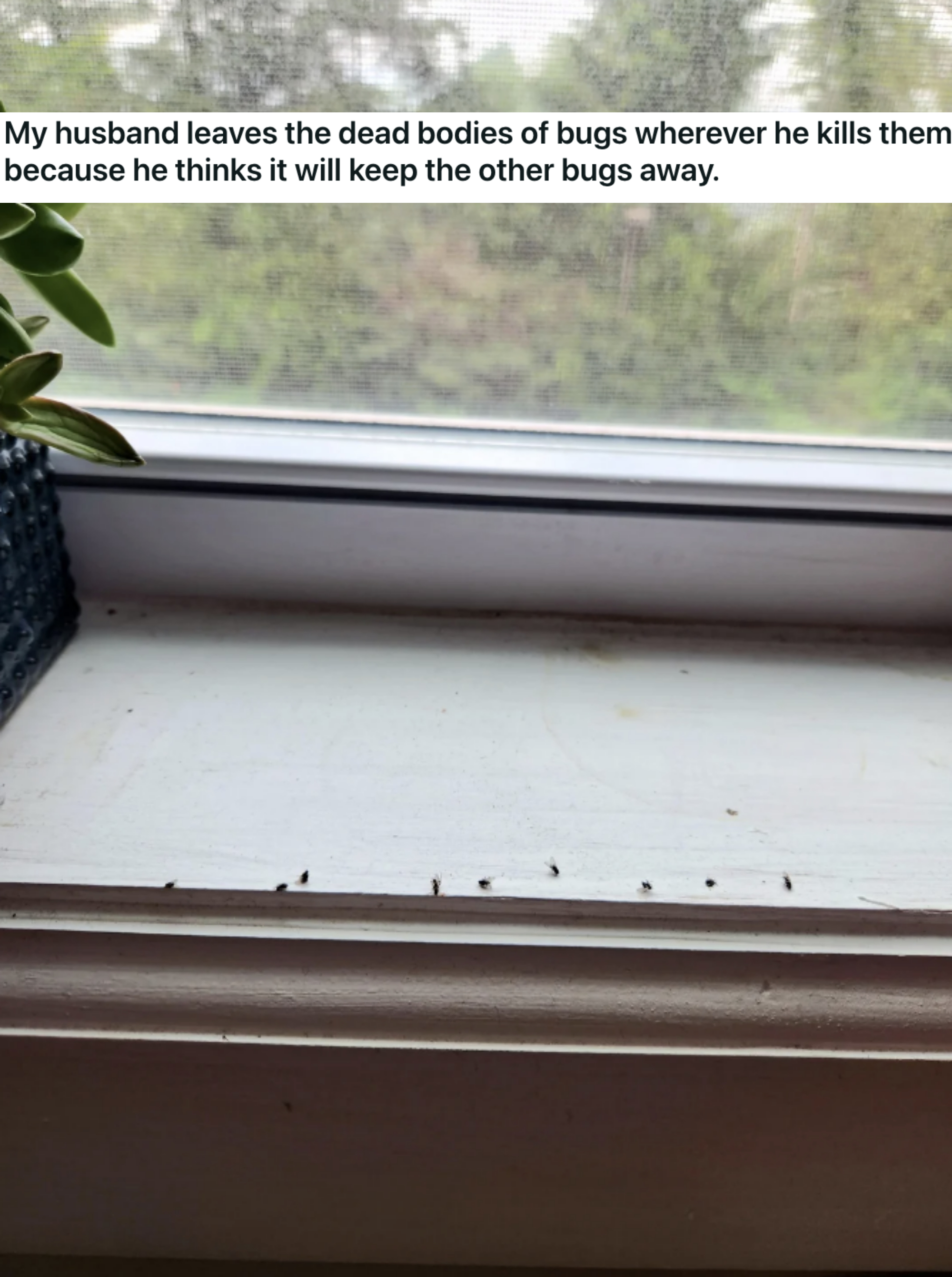 dead bugs on a windowsill