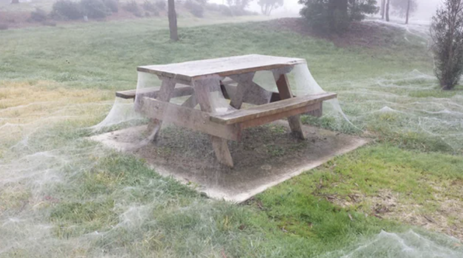 A picnic table covered in spiderwebs