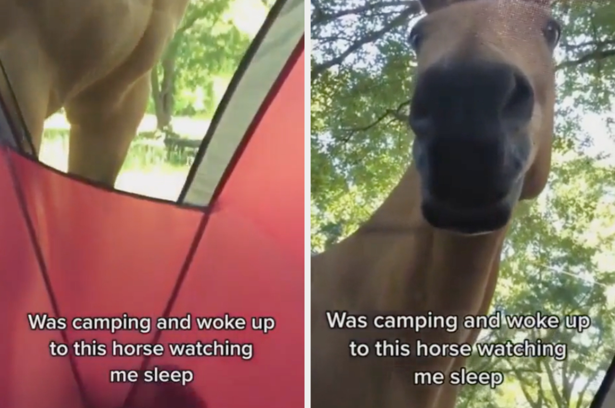 &quot;Was camping and woke up to this horse watching me sleep&quot;