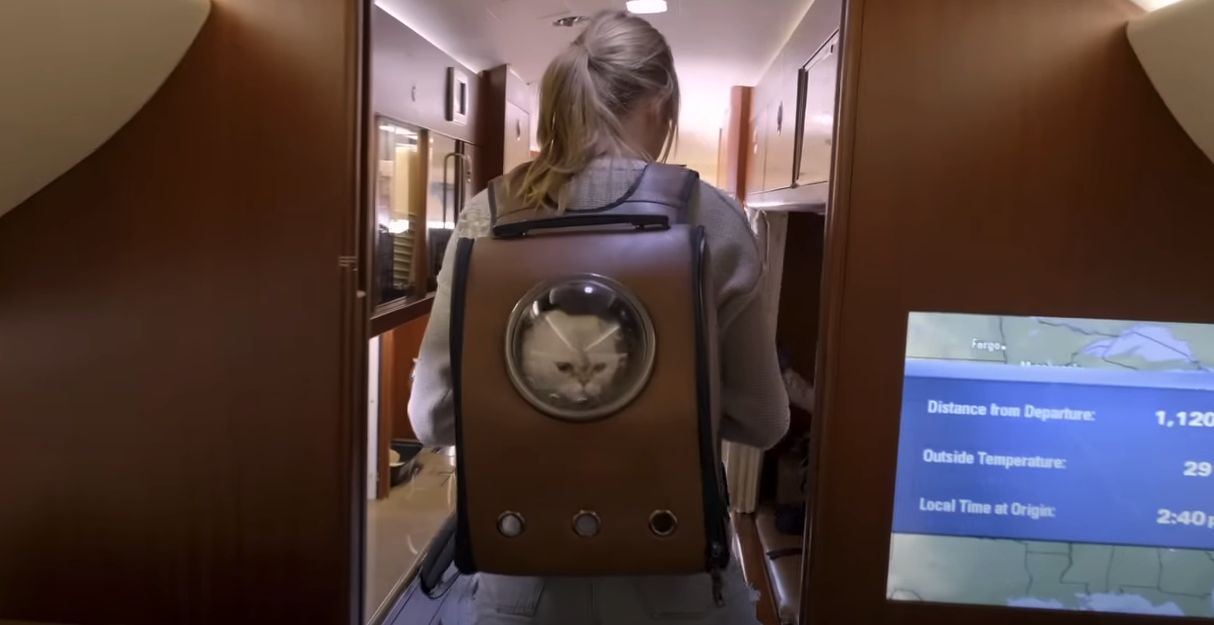 A cat in a backpack that Taylor&#x27;s wearing
