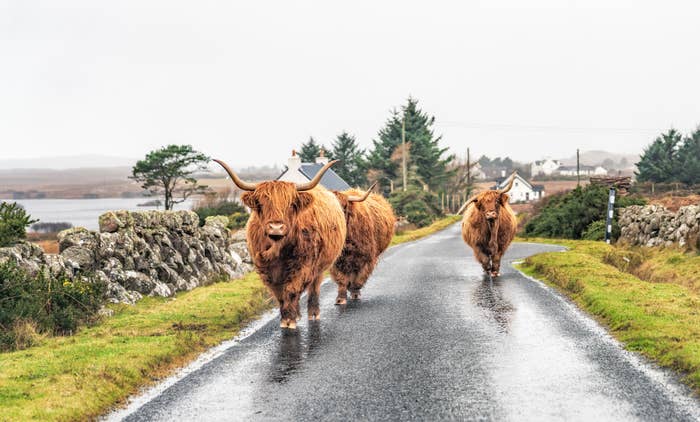 Three highland cows walking up a street.