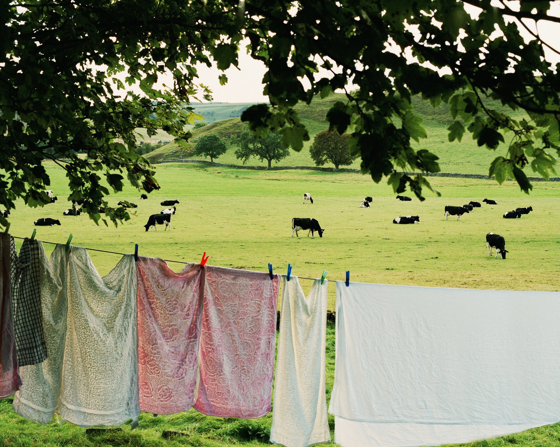 Laundry hanging with cows in the background.
