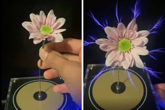 a Tesla coil passing through a flower