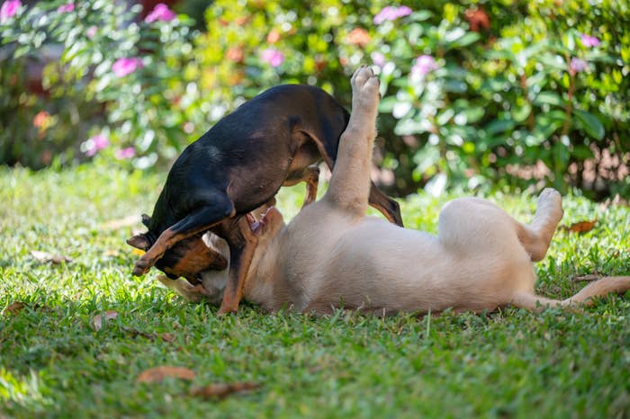 two dogs playing fighting in the grass