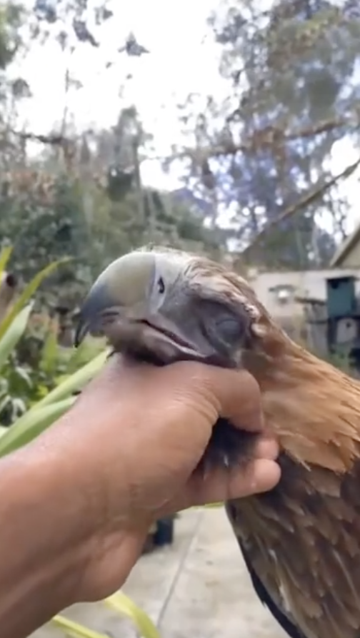 Closeup of a hand petting a hawk