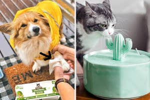 person using grooming wipes on dog's paw / cat siping from green cactus-shaped water fountain