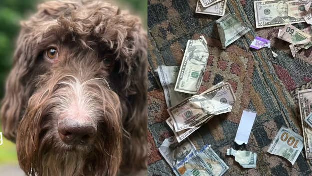 a dog is pictured next to partially eaten bills
