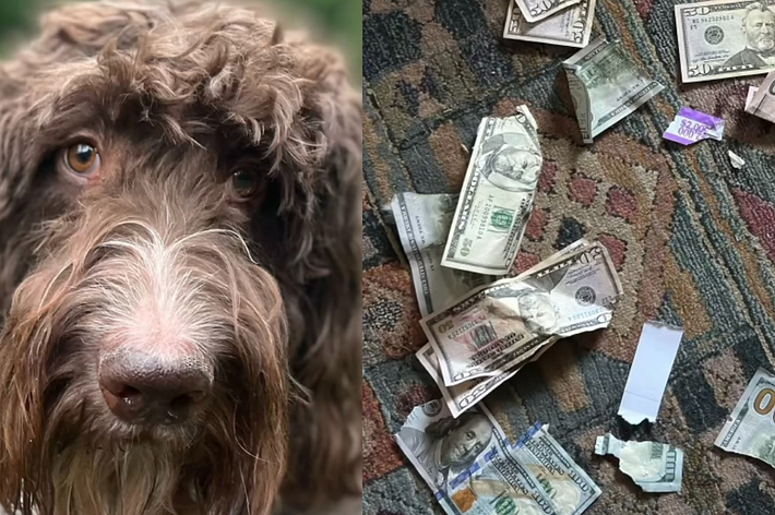 a dog is pictured next to partially eaten bills