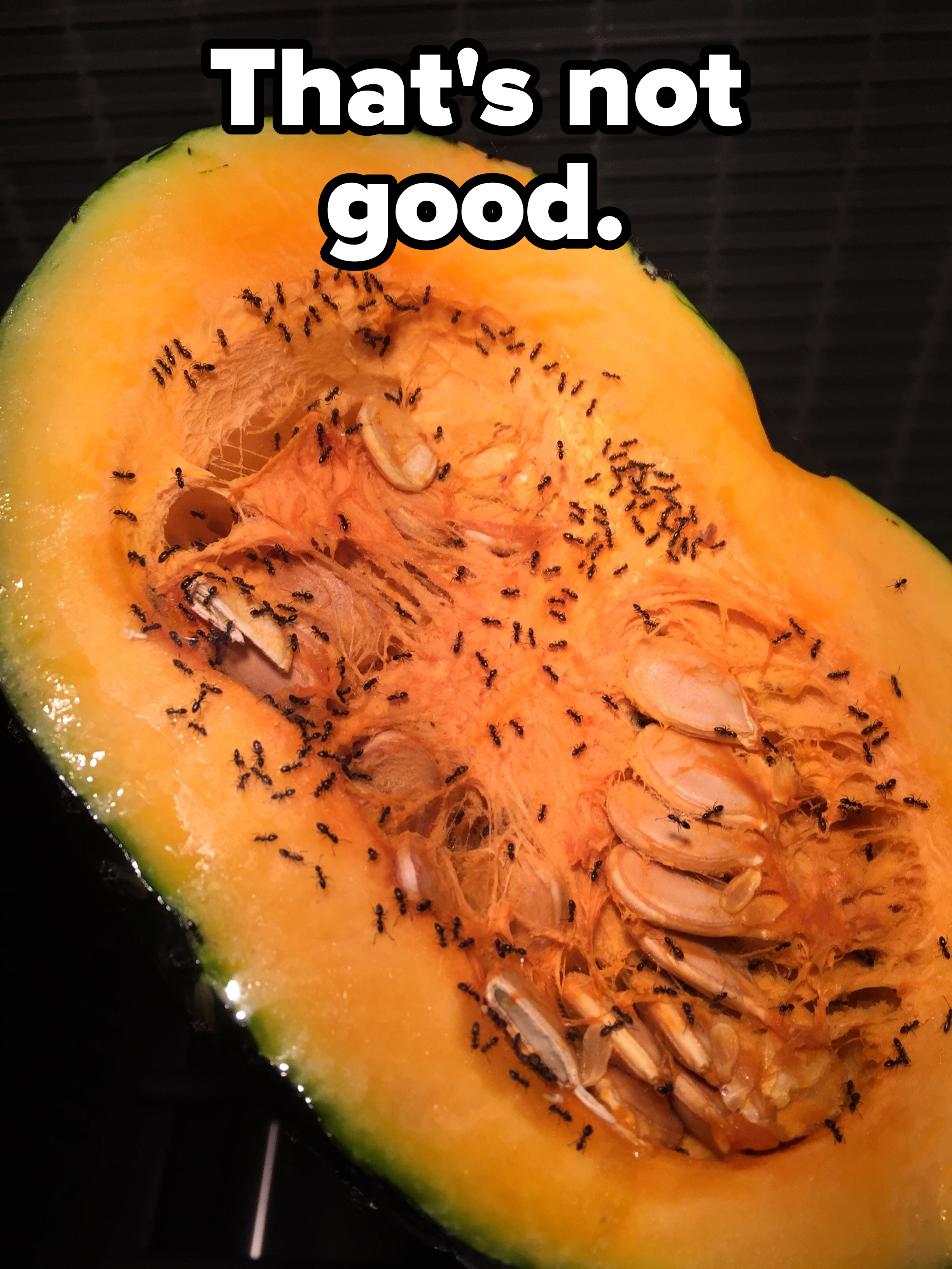 A cut squash with hundreds of ants in it