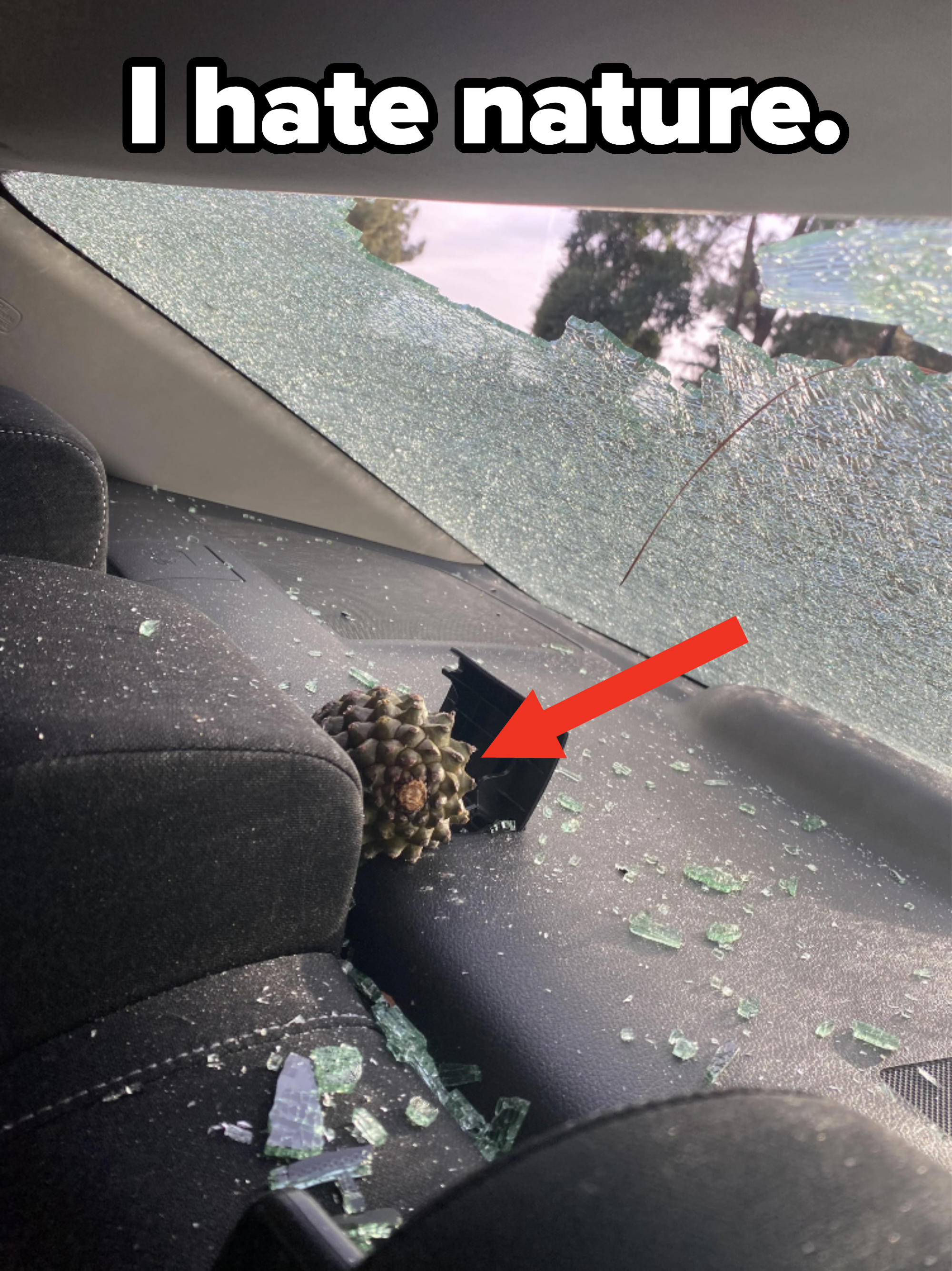 A person&#x27;s car window is smashed, and a pinecone is inside the car
