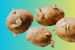 https://img.buzzfeed.com/buzzfeed-static/static/2024-01/7/19/campaign_images/641cf1659b89/we-found-out-if-its-safe-to-eat-a-potato-thats-tu-3-8821-1704655484-1_dblbig.jpg?resize=300:*&output-format=jpg&output-quality=auto