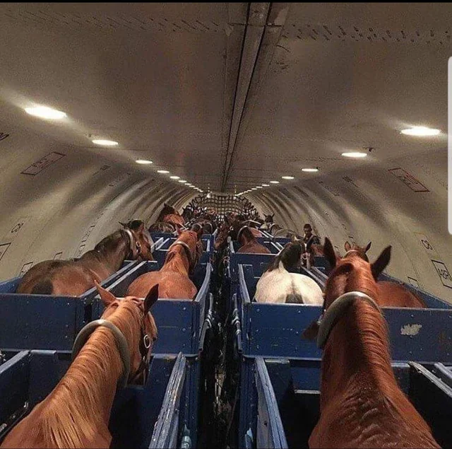Horses in individual crates on a plane