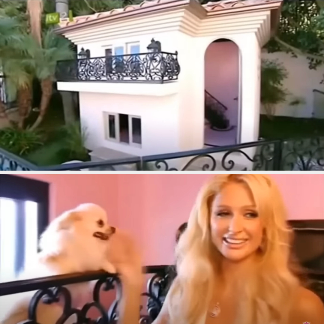 paris and her dog house