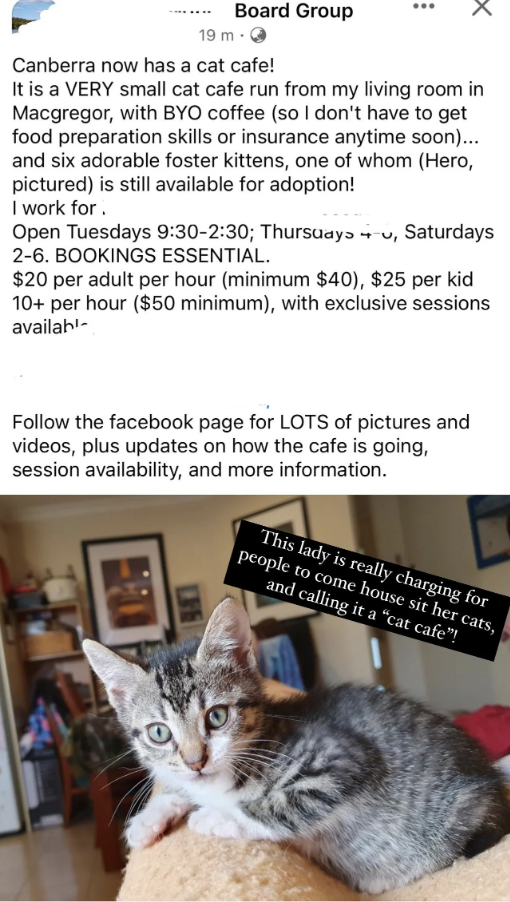 person trying to turn their home into a cat cafe