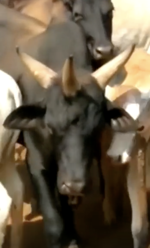 A goat with multiple horns