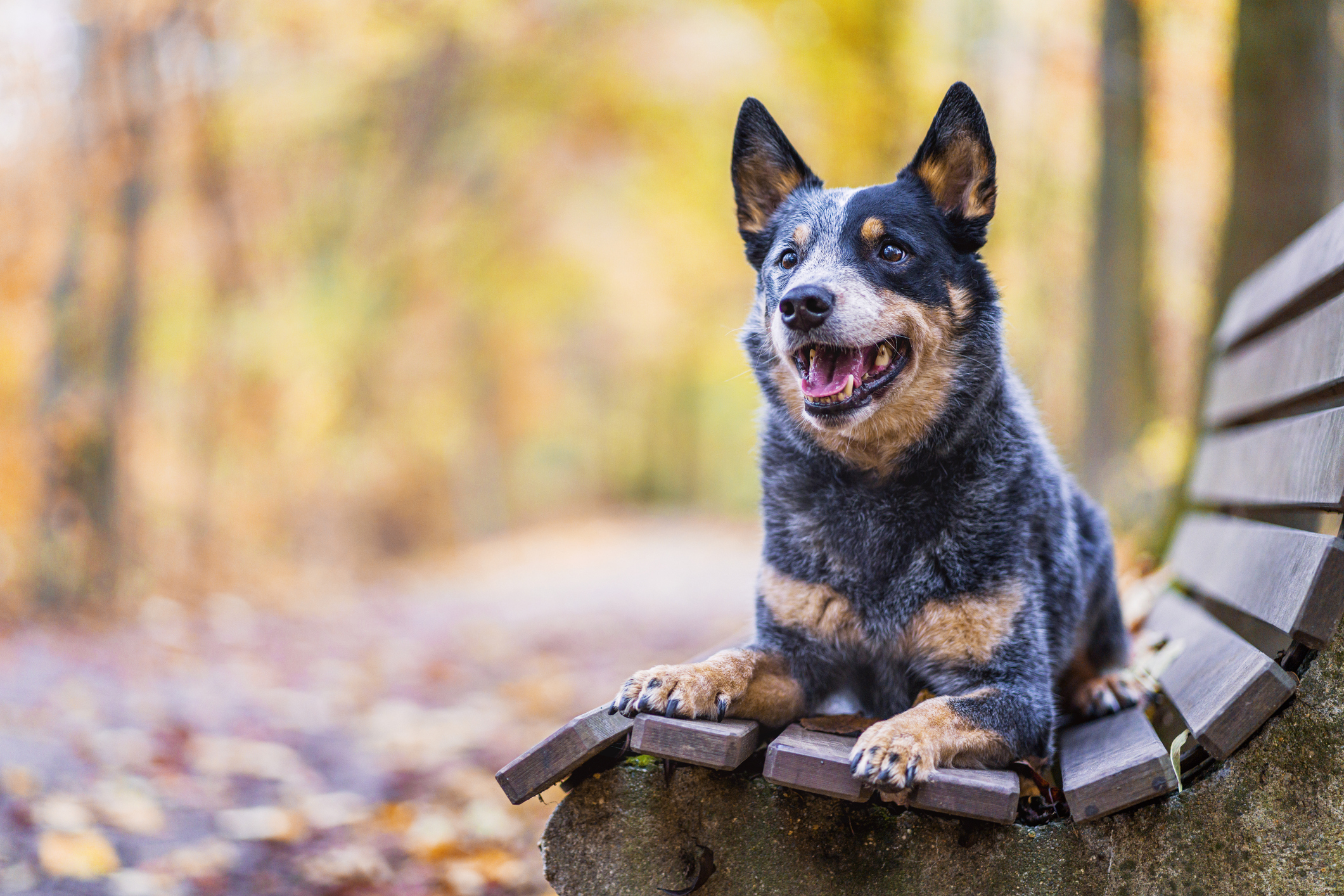 A blue heeler sitting on a bench in the fall