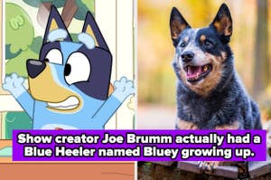 Bluey side by side with a real blue heeler with the fact about Joe Brumm's dog