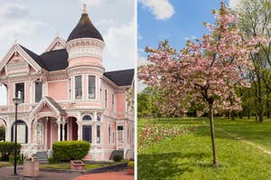 On the left, a Victorian style house, and on the right, a blooming cherry blossom tree